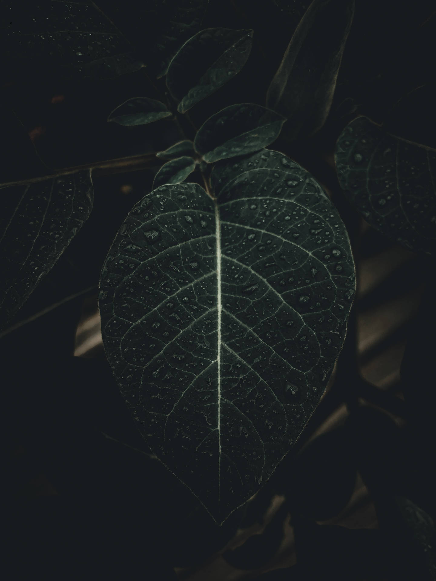 Black iPhone Wallpaper