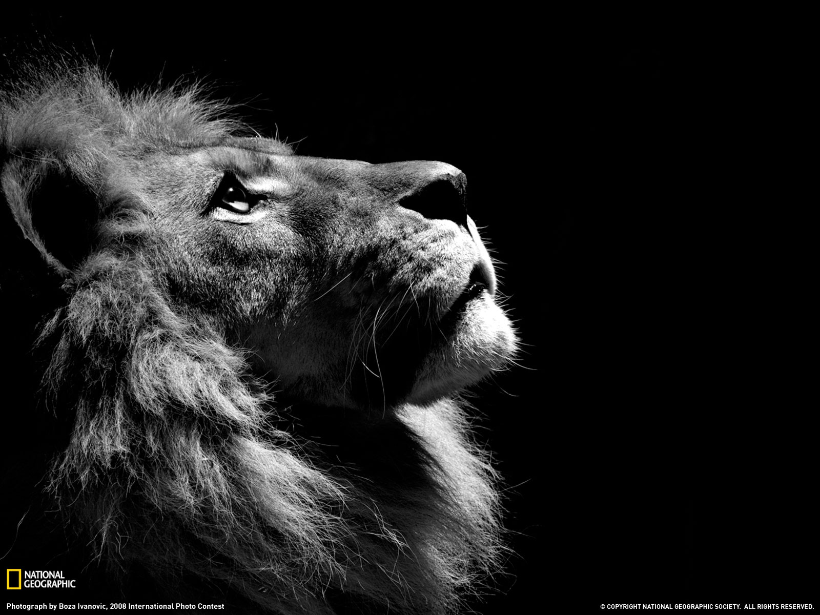 Lion Profile Photo Animal Wallpaper National Geographic Of