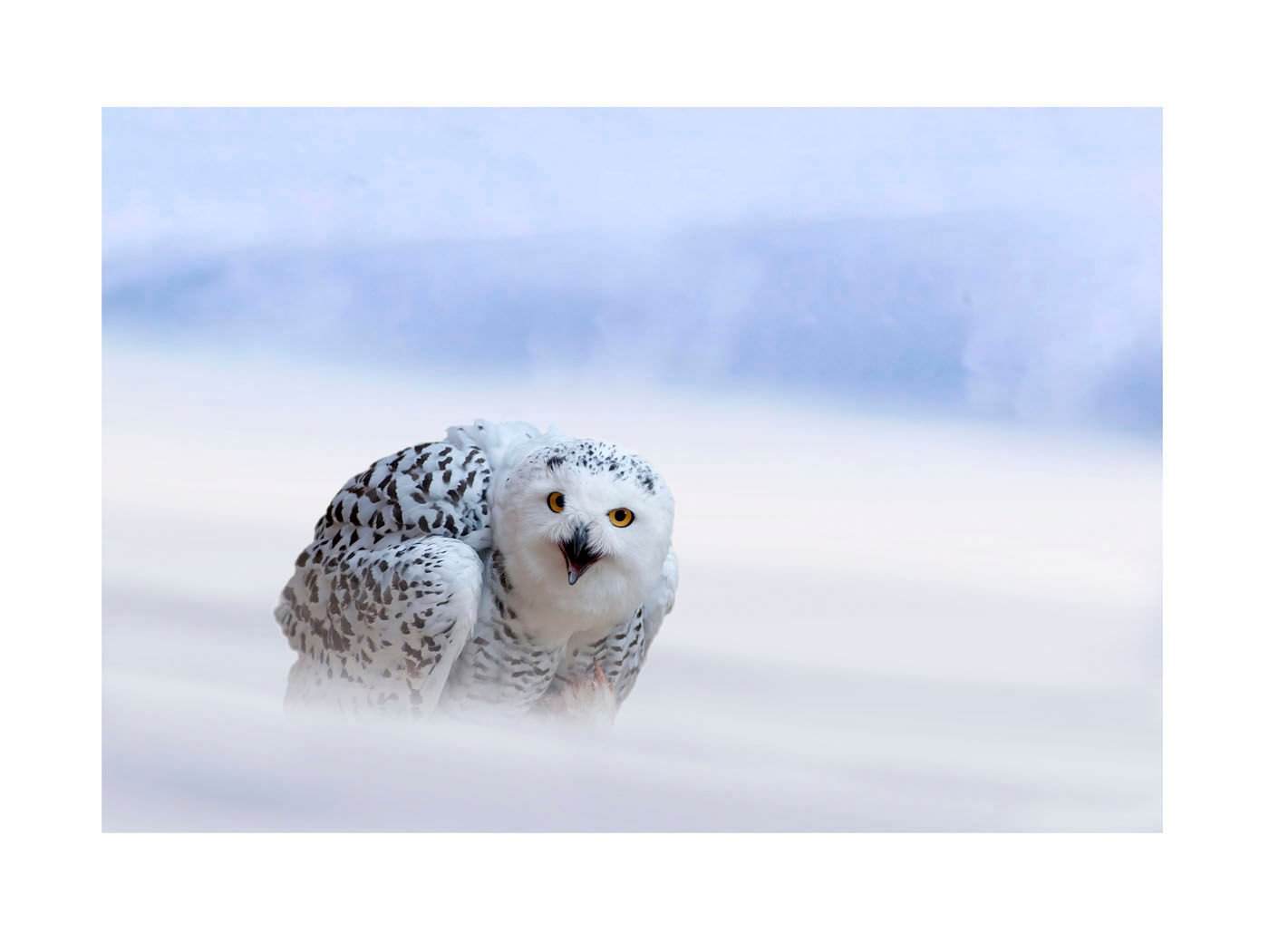 Screensavers For Iphone Snowy Owl Owls Snowy Owl Snow Owl Wallpaper