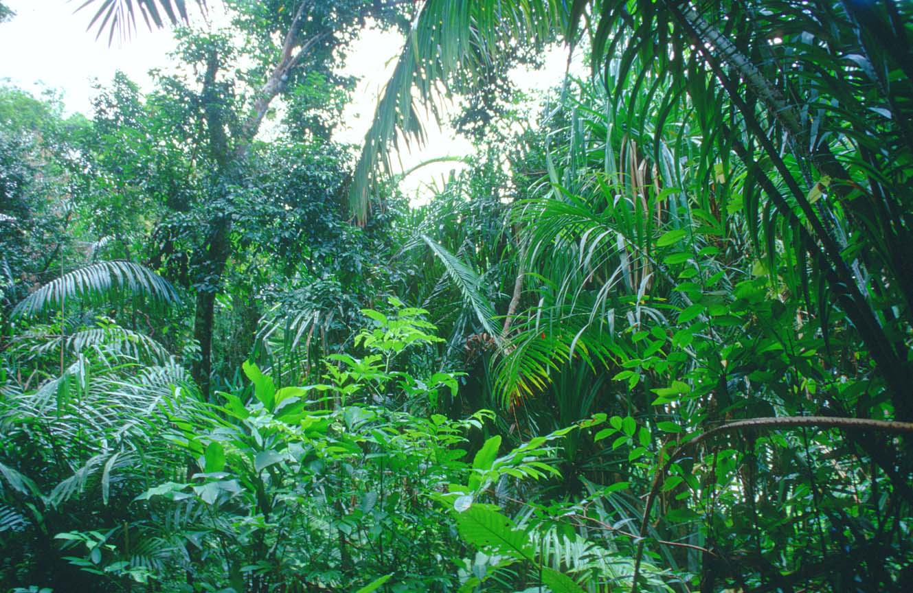 Tropical Rainforests Are Forests With Tall Trees A Hot Climate And