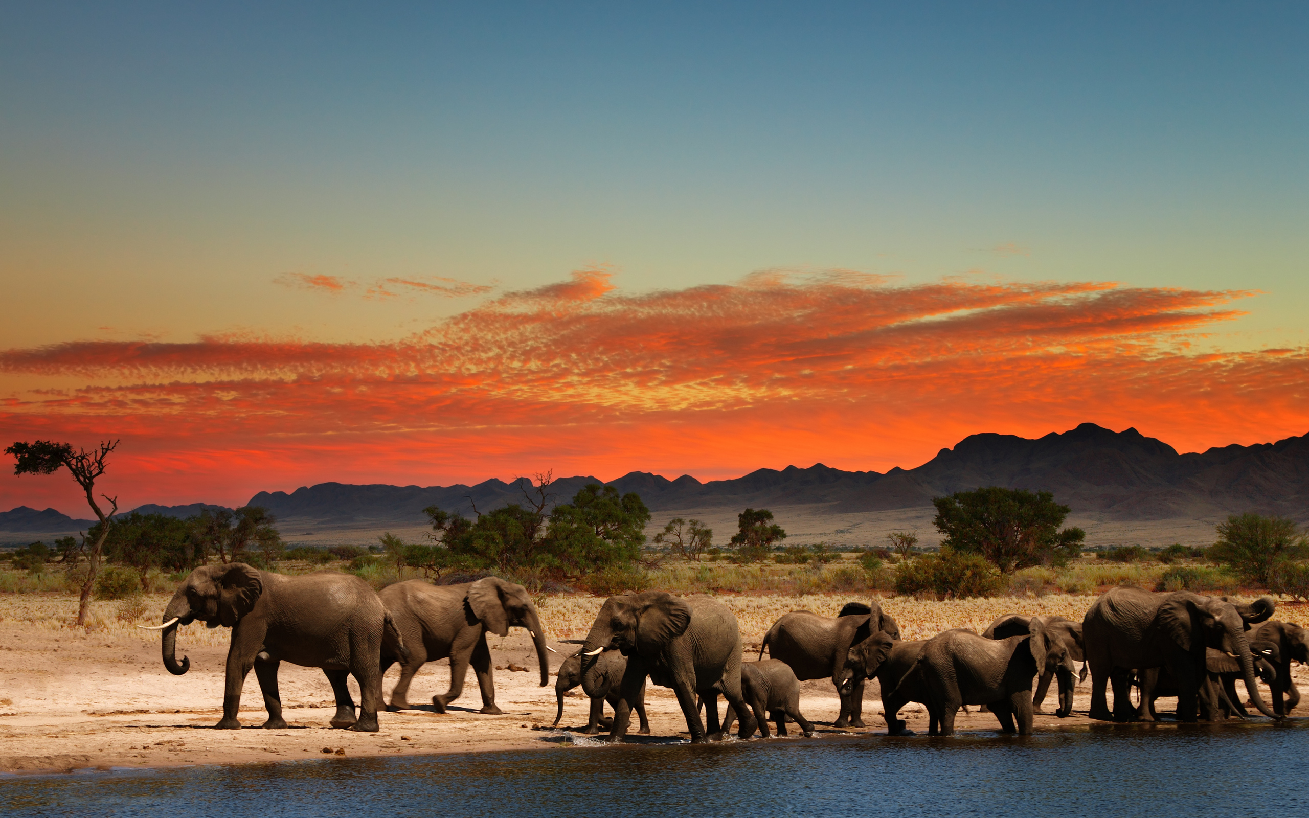 Elephants In African Savanna 4k Ultra HD Wallpaper