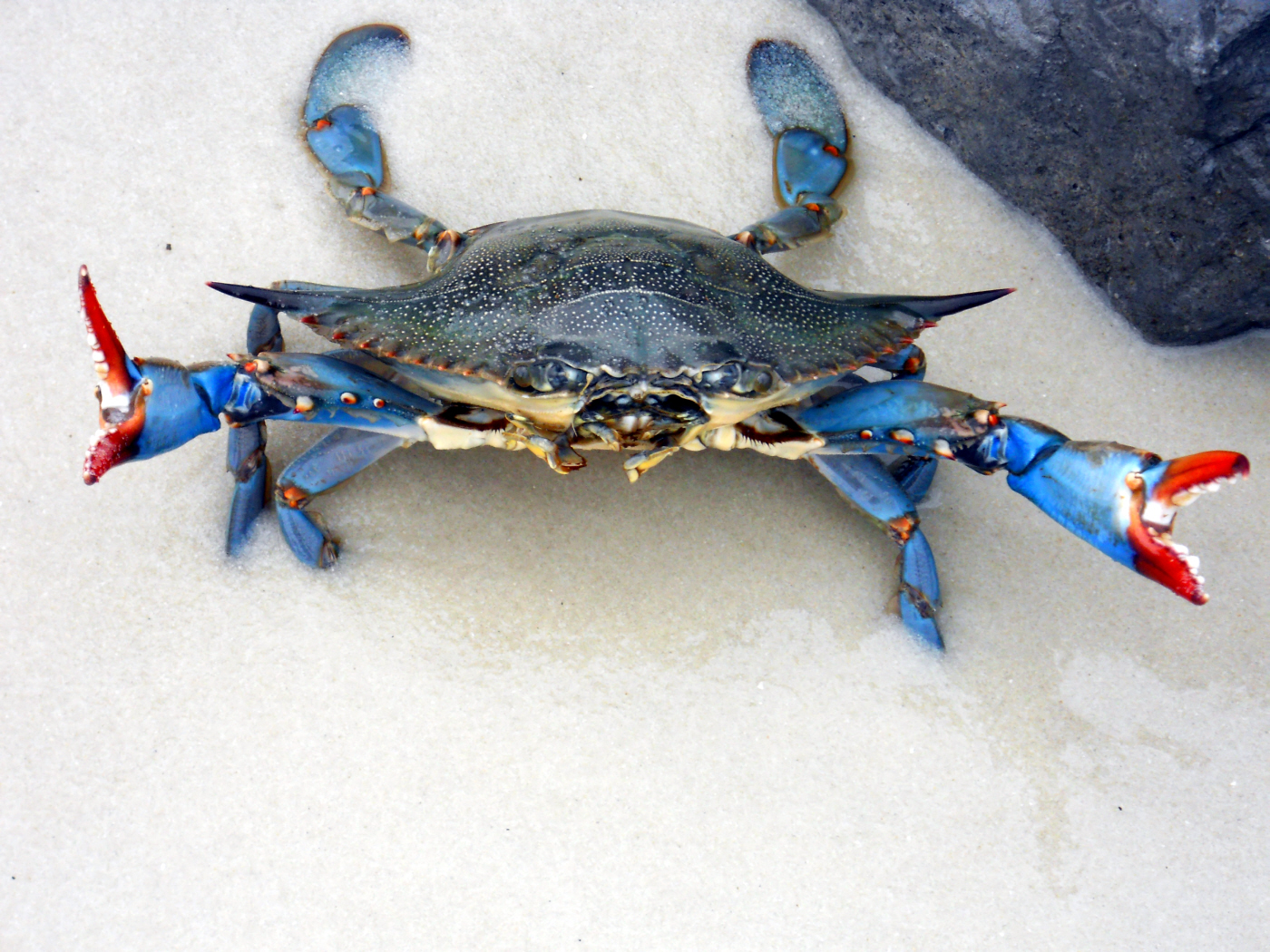 Blue Crab Wallpaper Cranky Mommy