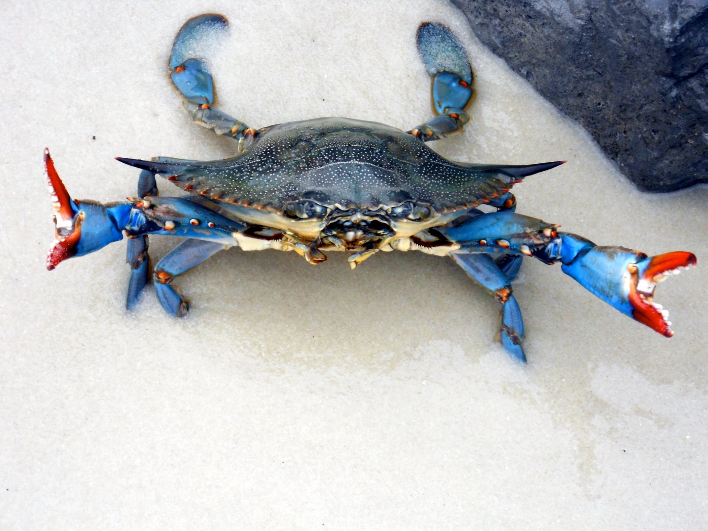 Blue Crab Wallpaper Cranky Mommy