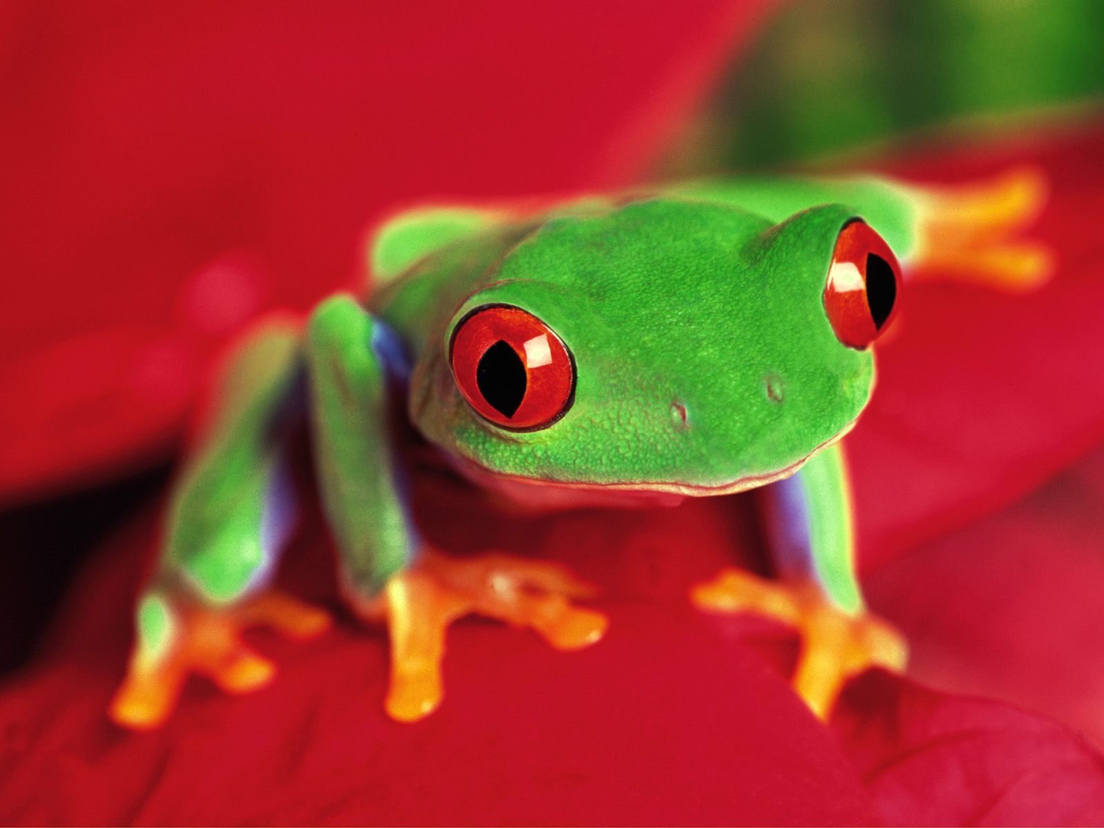 Tree Frog Red Eyed Wallpaper Animals