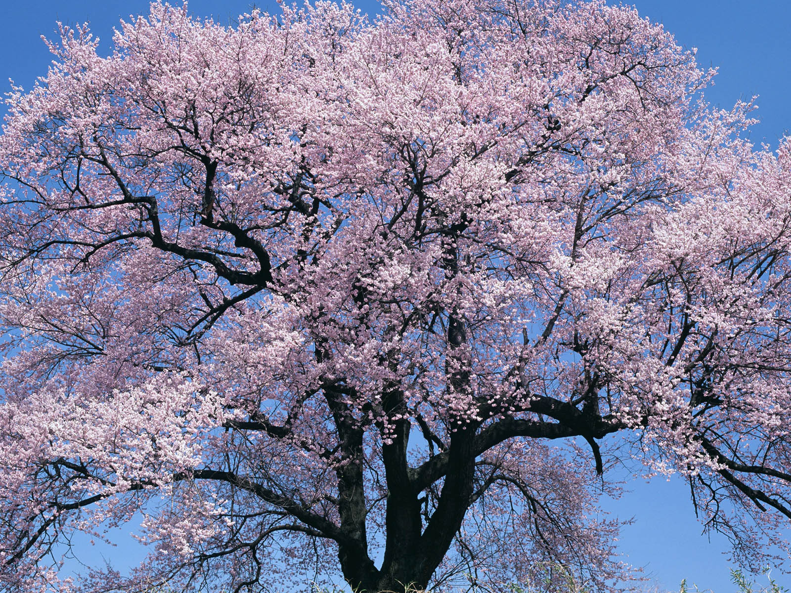 Wallpaper Cherry Tree