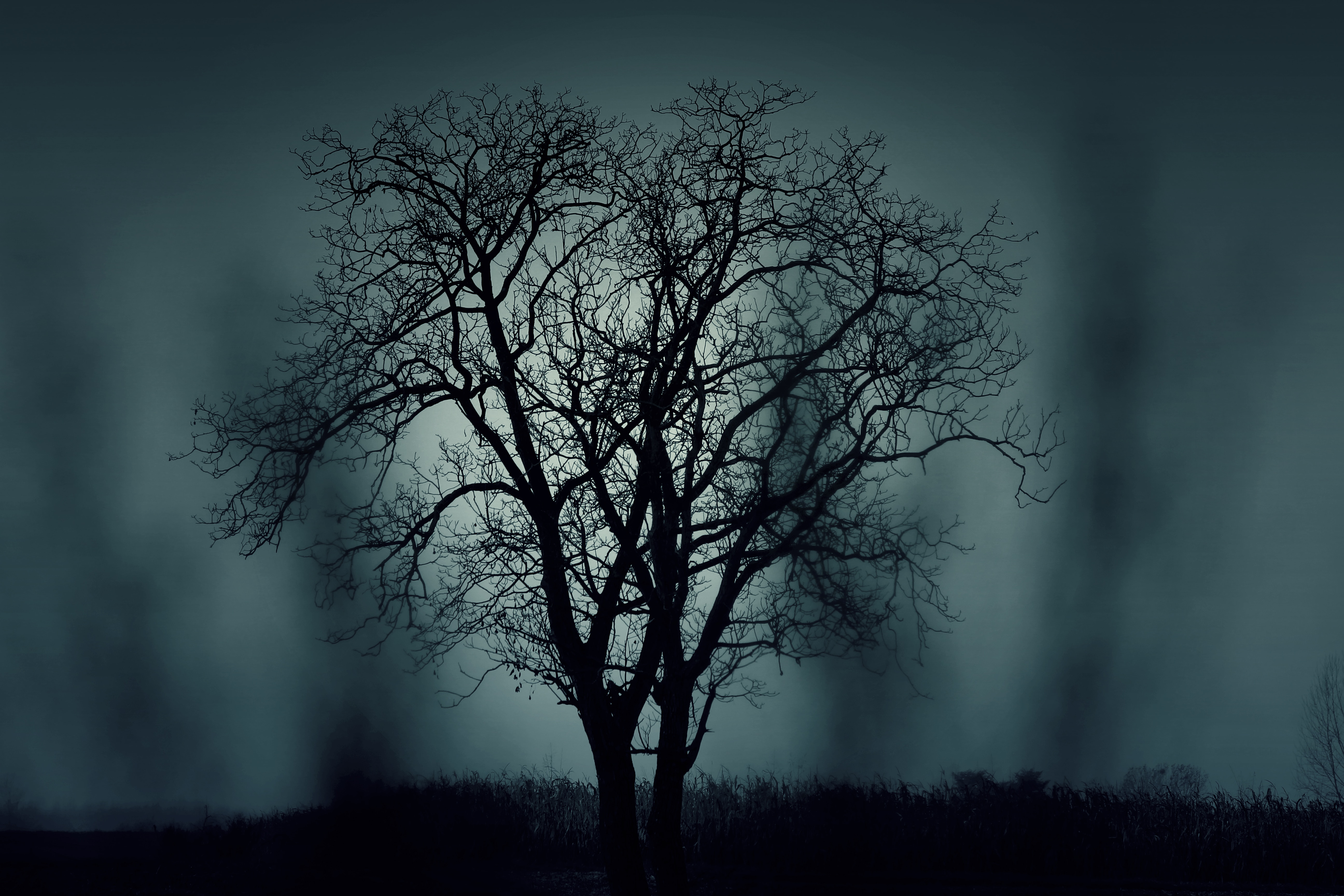 Photo Of Bare Tree During Night Time Image
