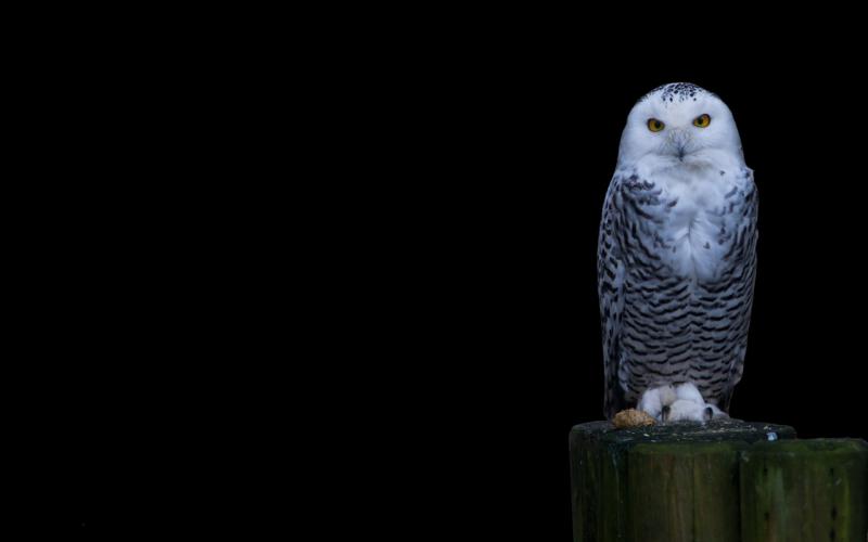 HD Snowy Owl Wallpaper Download Free   113498