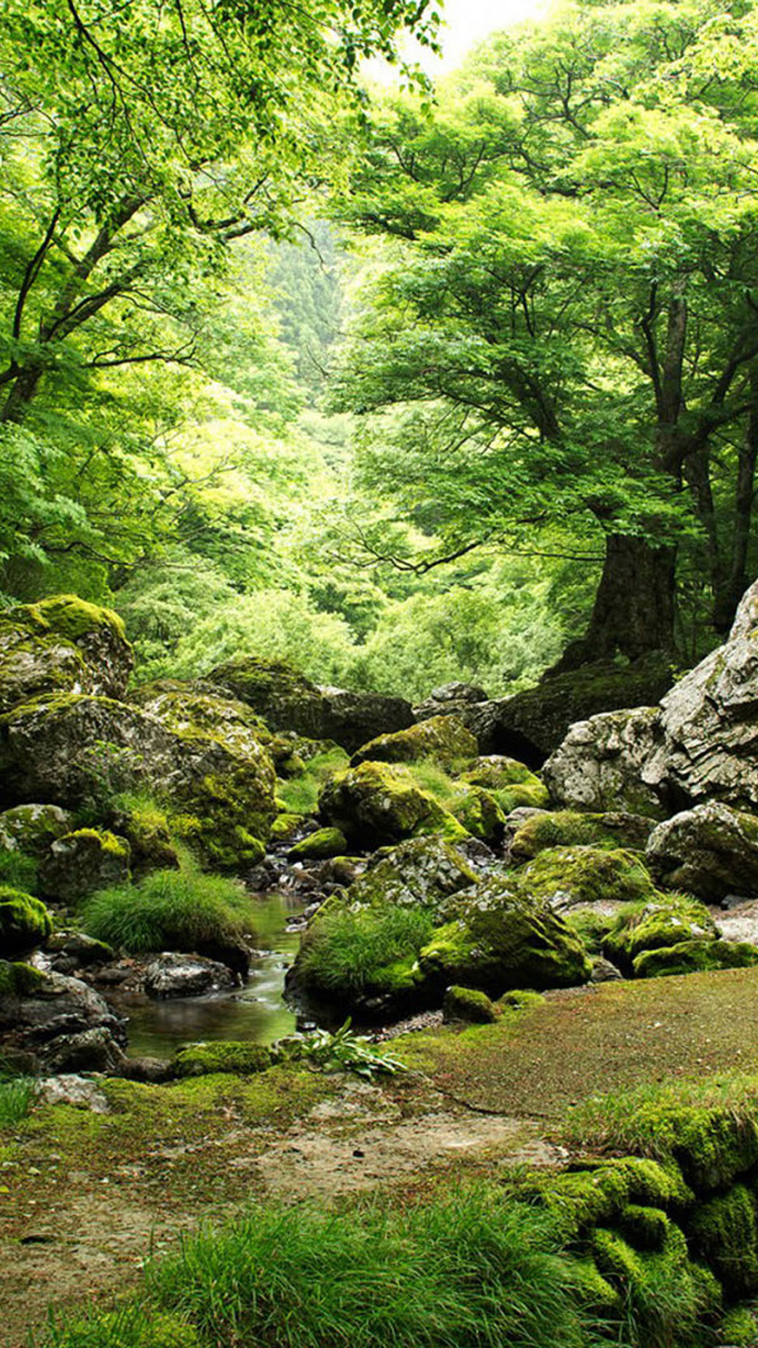 Nature iPhone Plus Wallpaper HD