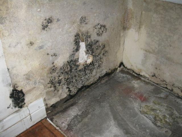 Mold Discovered Behind Bathroom Counter And Under Wallpaper