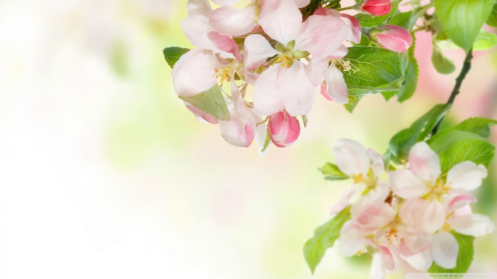 Apple Blossom Wallpaper Wallpoper
