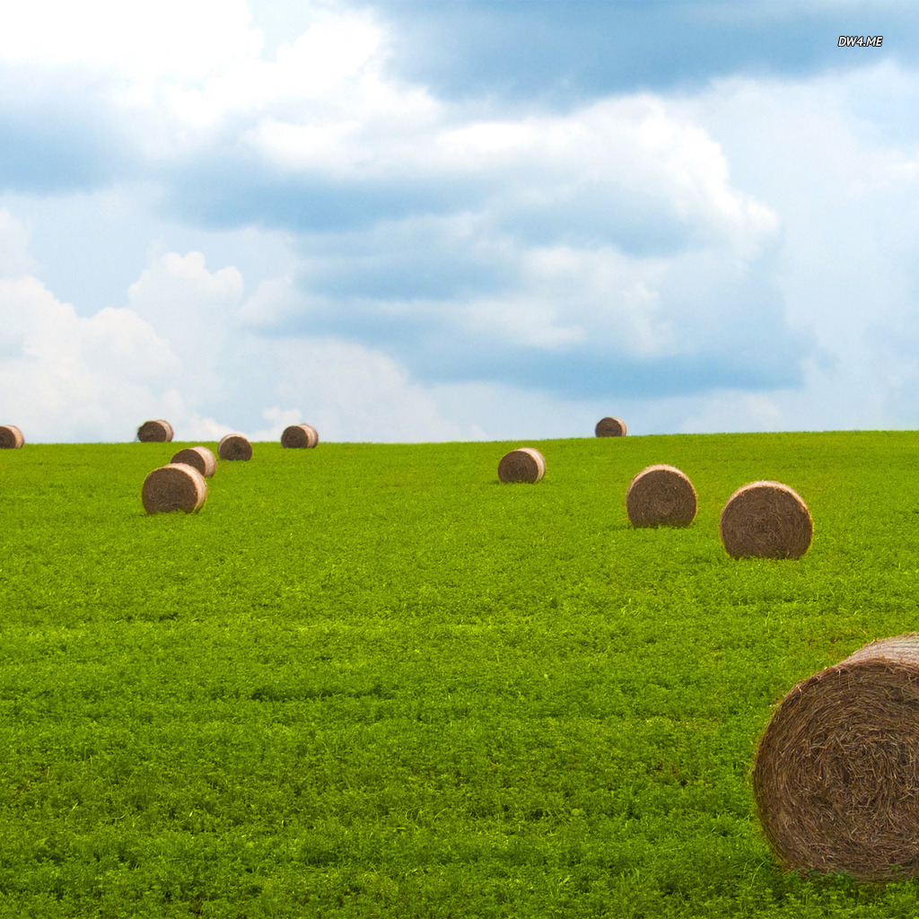 Hay Bales On The Field Wallpaper Nature