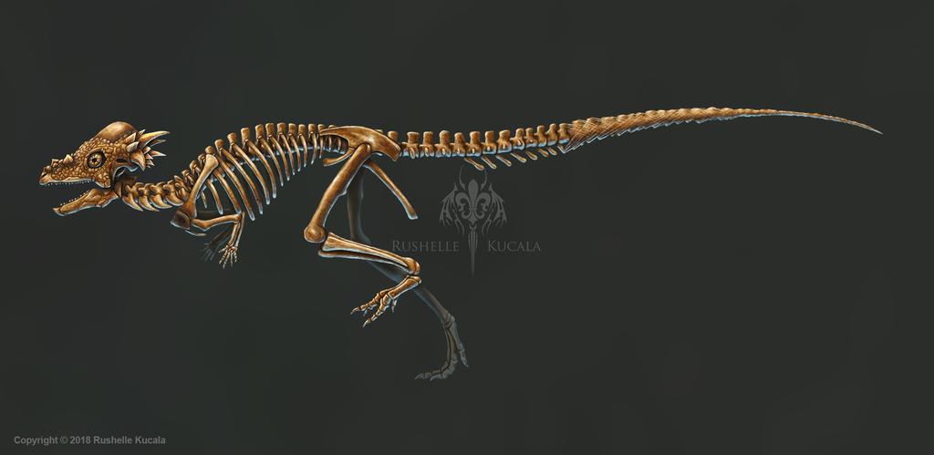 Pachycephalosaurus Skeleton Study No Labels By Thedragonofdoom