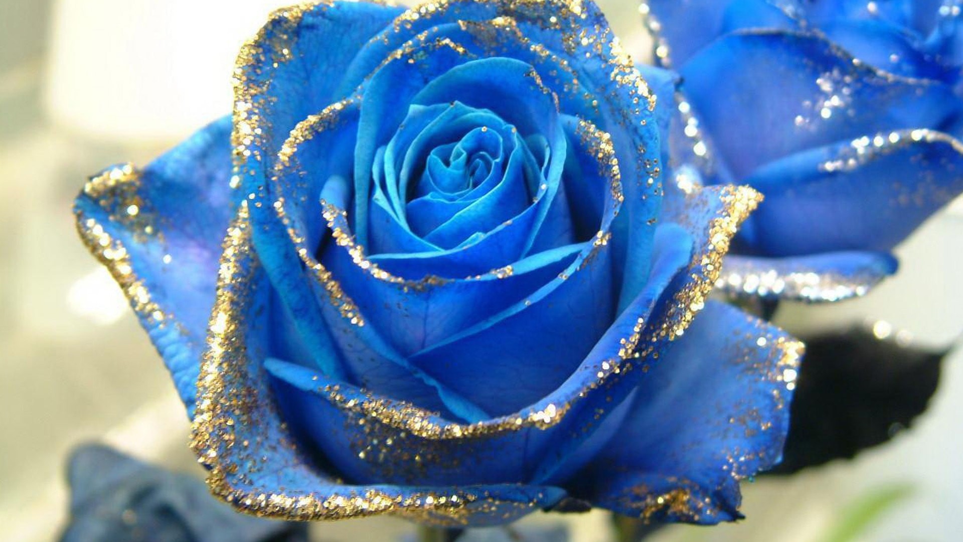 Blue Roses Wallpaper