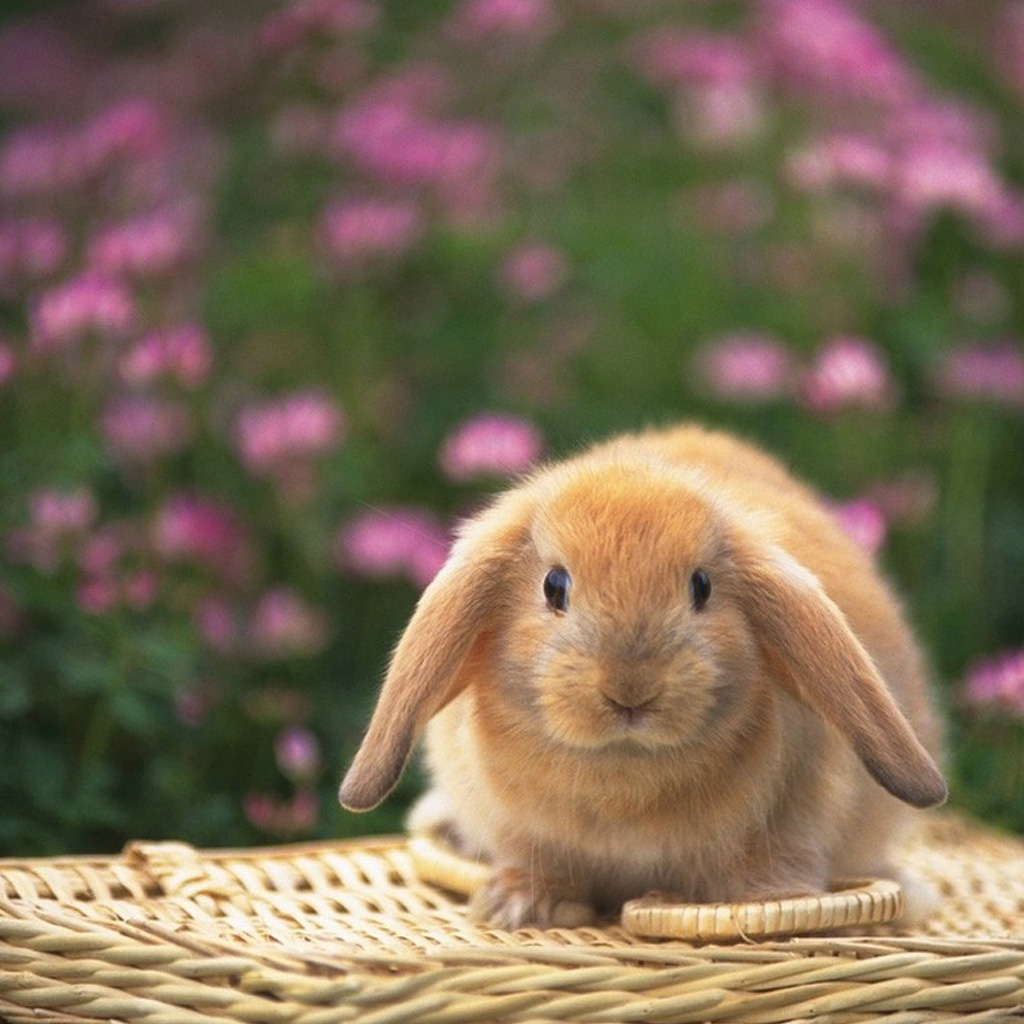 Cute Bunny The iPad Wallpaper Background Best