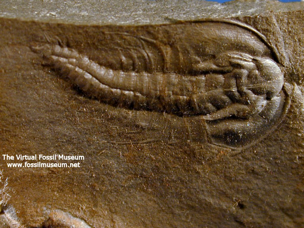 Trilobites Pictures Image