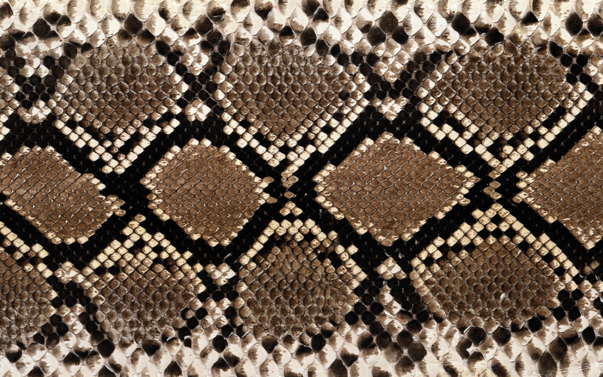 Image For Diamondback Rattlesnake Skin Pattern Snake