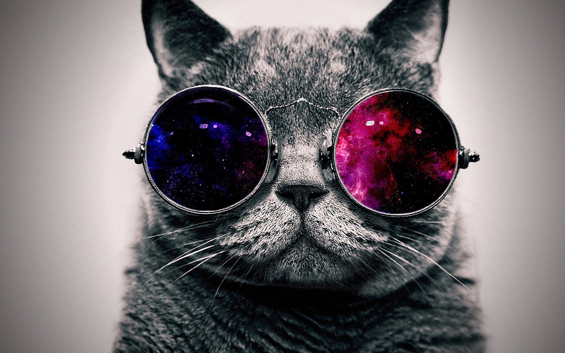 Awesome Cat Wallpaper Top Background