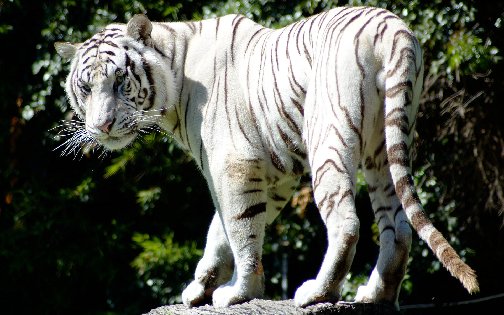 Desktop White Tiger Image Wallpaper 3d HD Picture