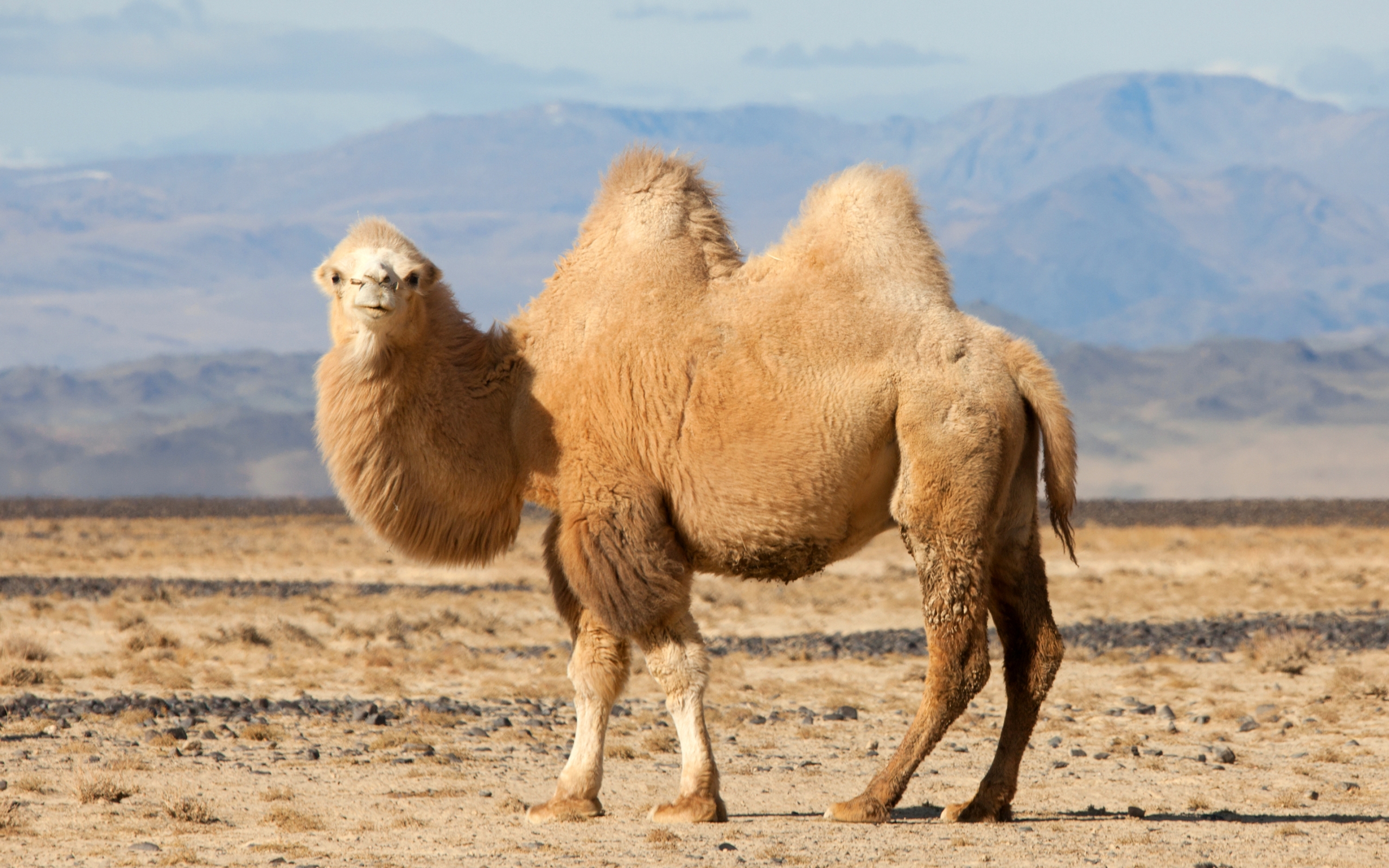 Bactrian Camel HD Wallpaper Background