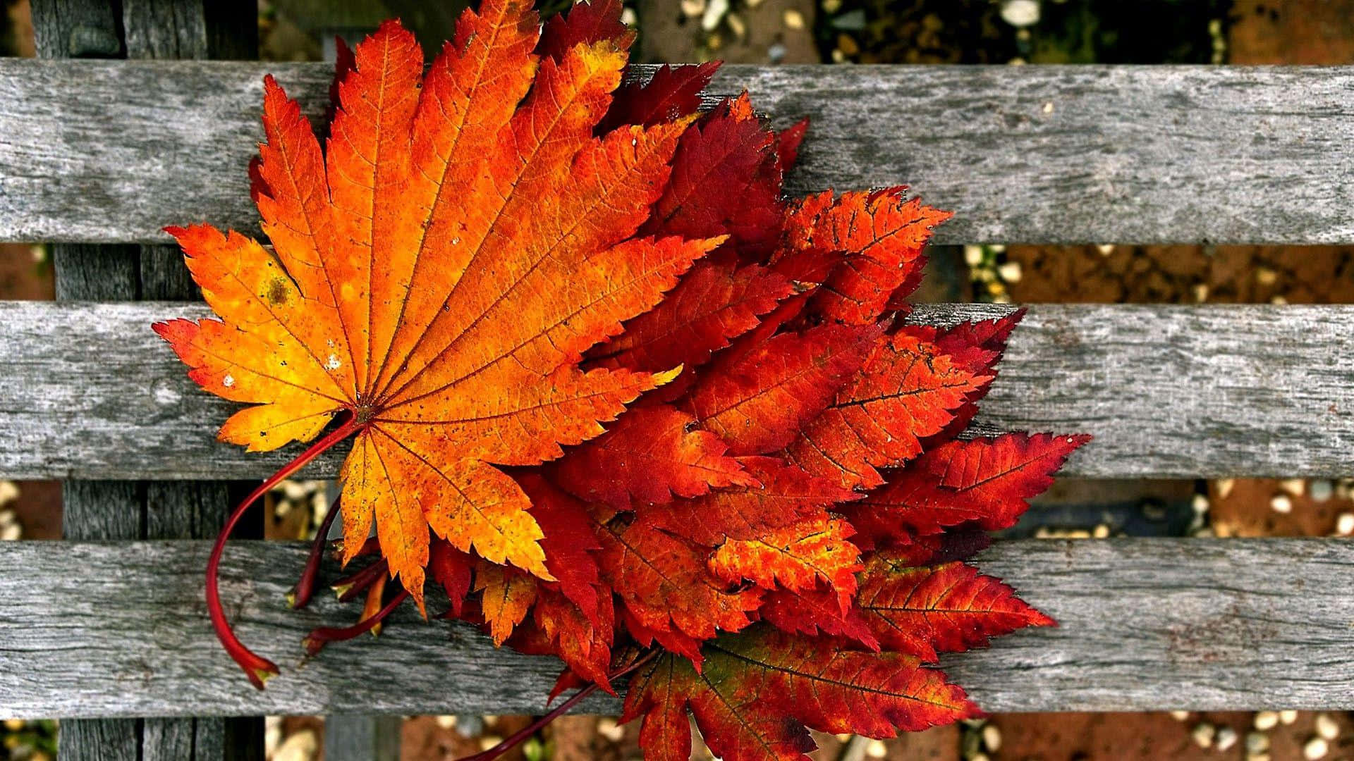 Fall Aesthetic Wallpaper