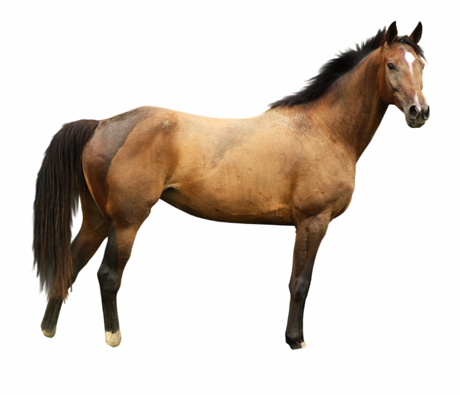 Download Horse Png Transparent Images Transparent Backgrounds
