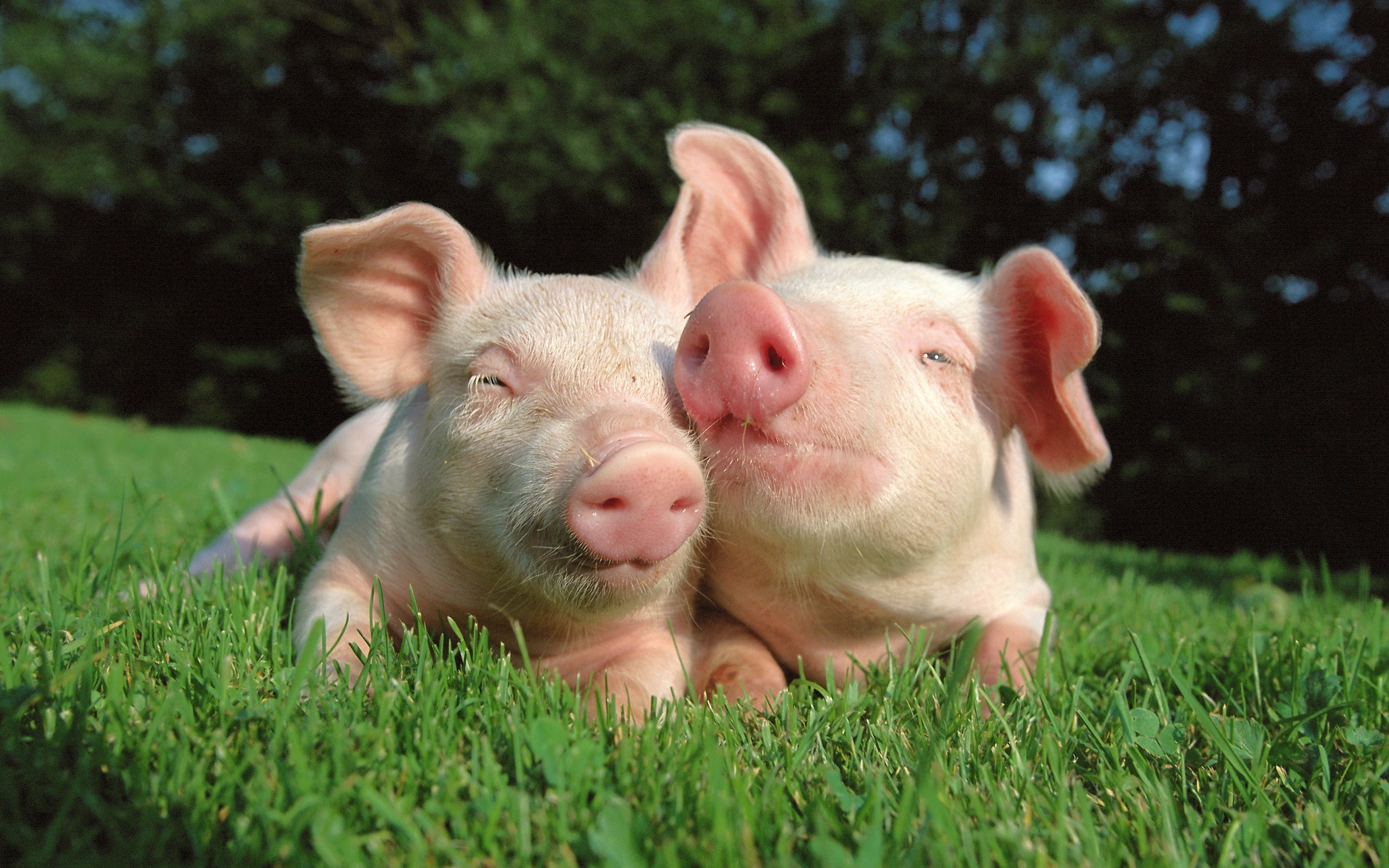 Baby Pig Wallpaper