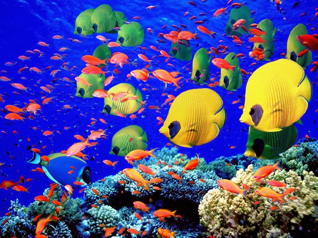 Saltwater Cool Tropical Fish Wallpaper Beautiful Desktop