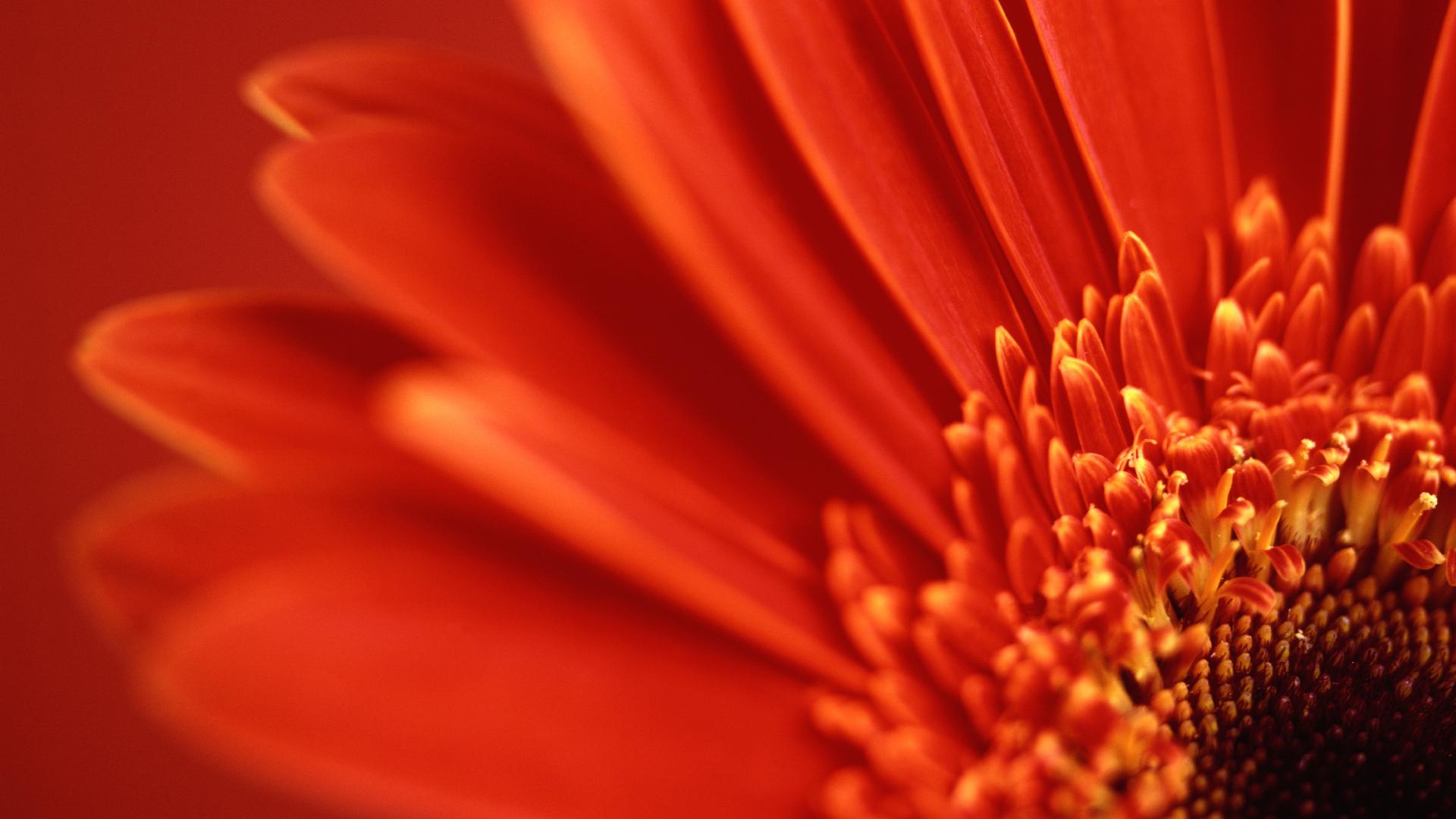 Red Gerbera Daisy Wallpapers HD Wallpapers 1920x1080