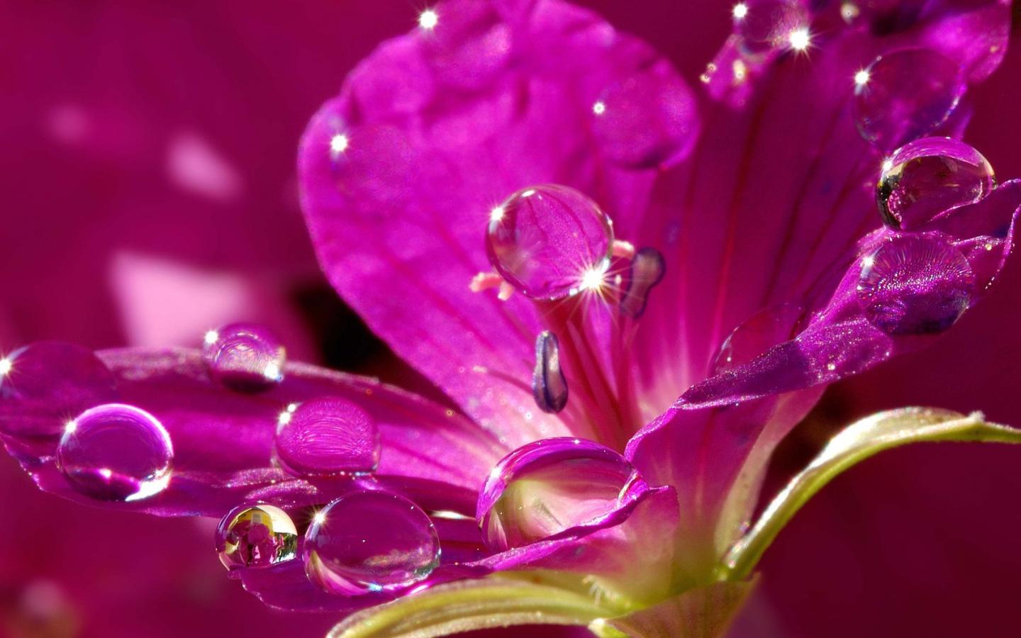Flower pink water drop wallpaper 1440x900 30112