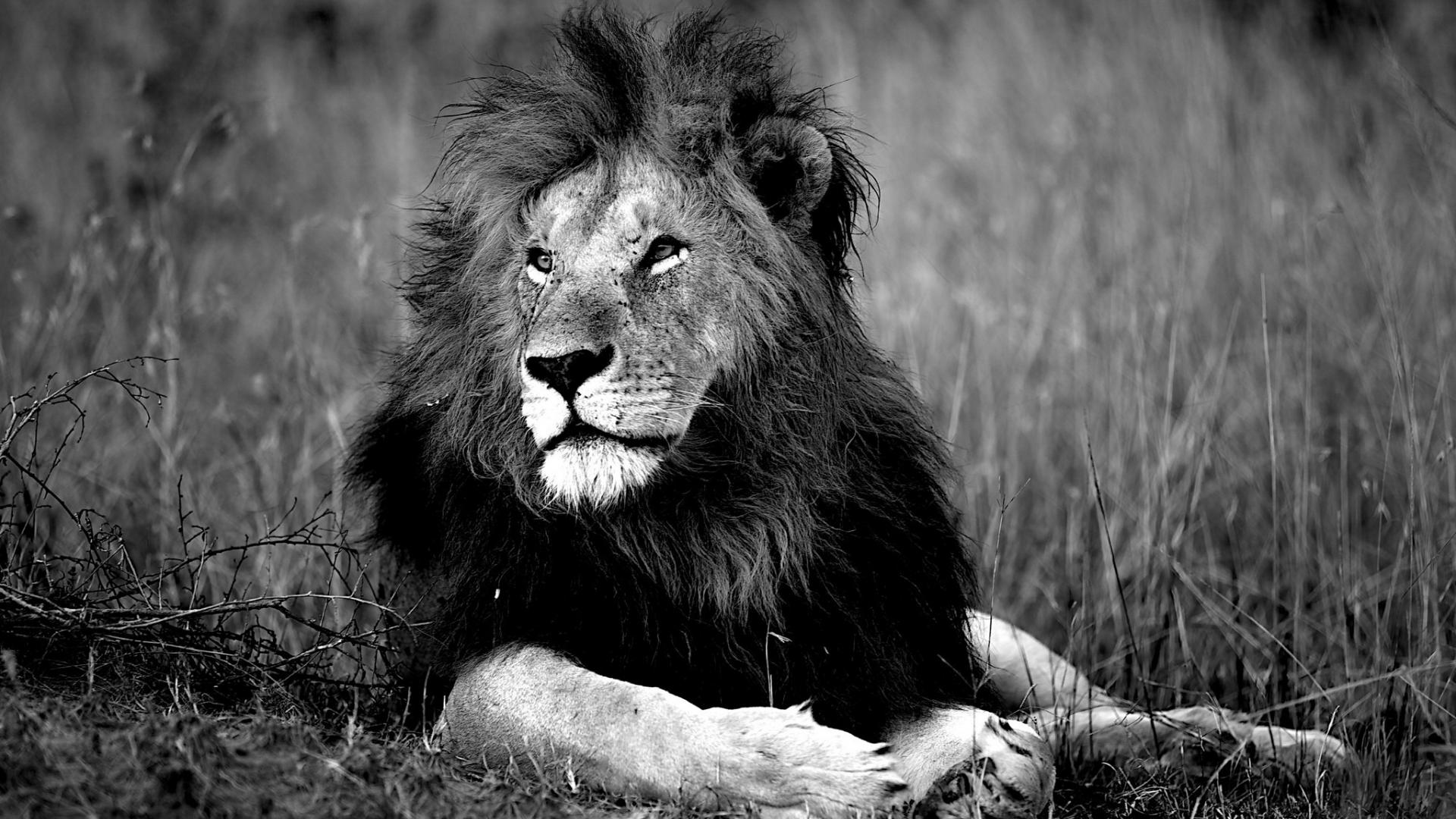 Black And White Lions Wild Wallpaper