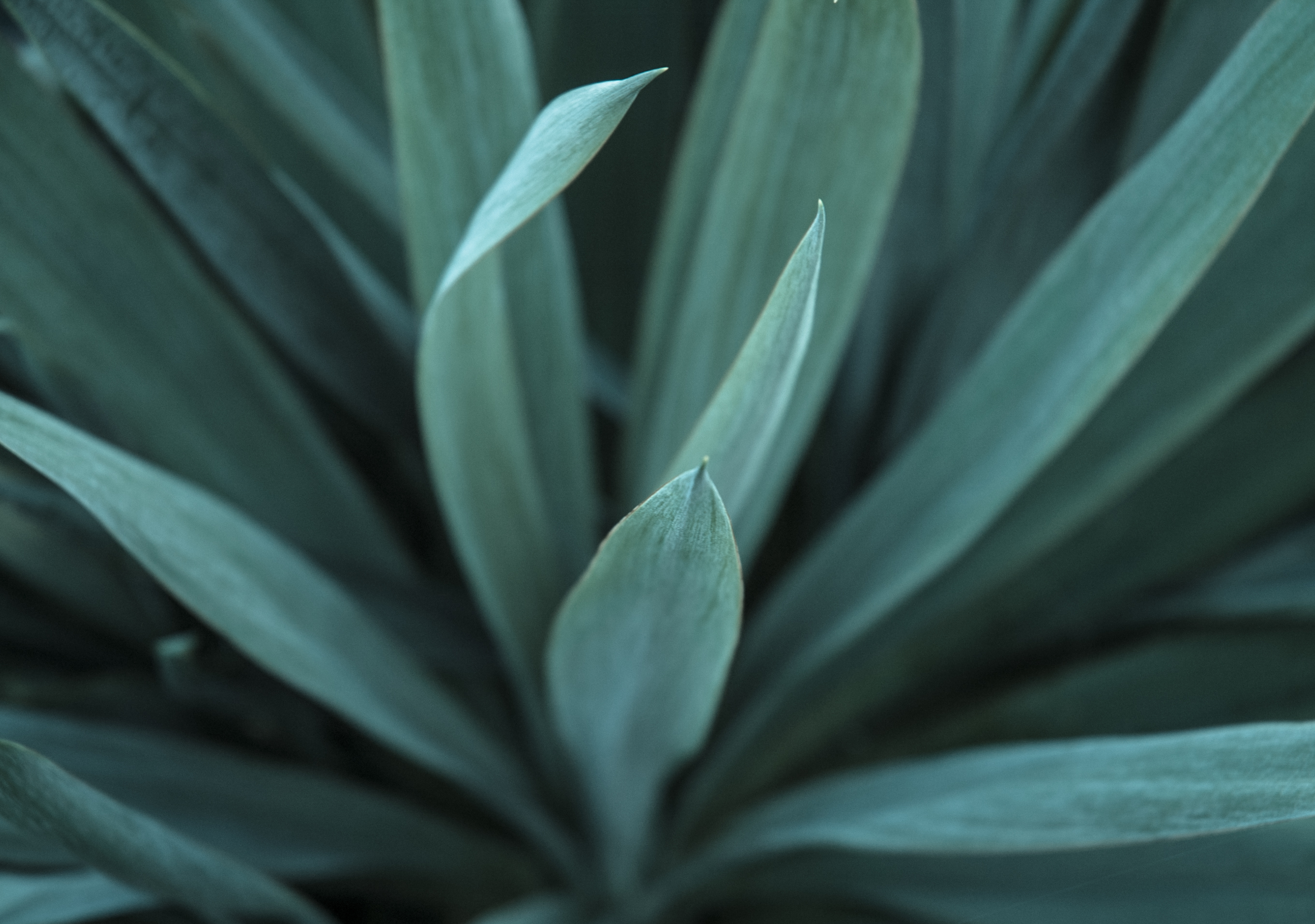 Agave Plant Leaves Background Photo Photospublic