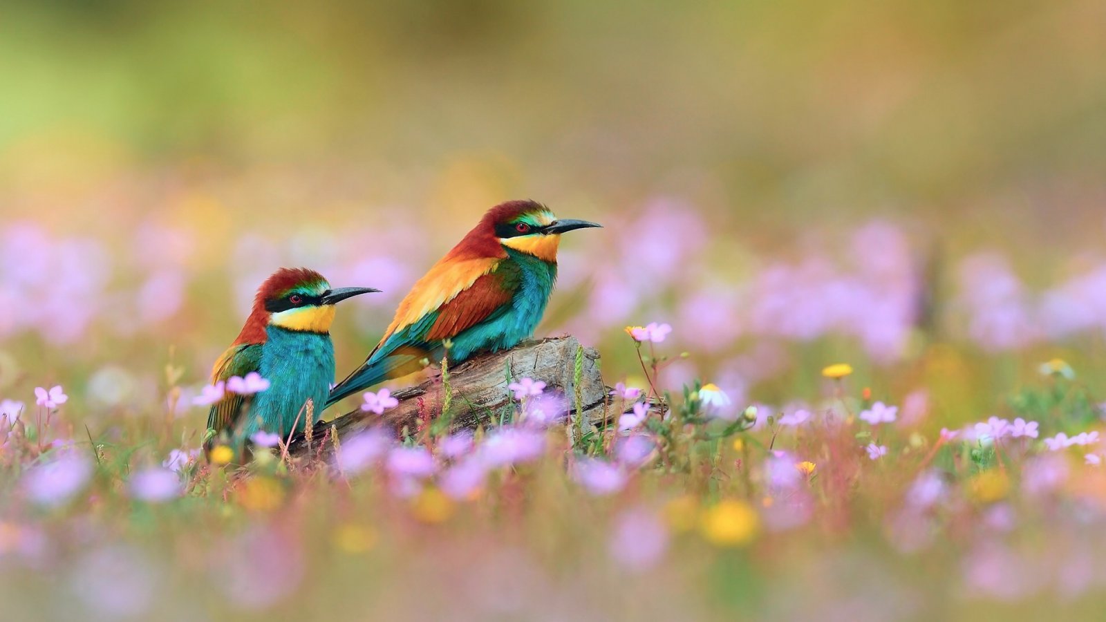 flowers for flower lovers Flowers and birds desktop wallpapers 1600x900
