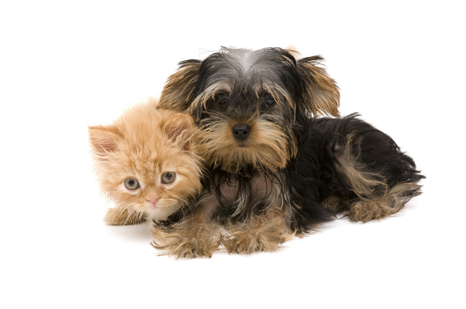 Kittens and Puppy Pics Cat Pictures Blog