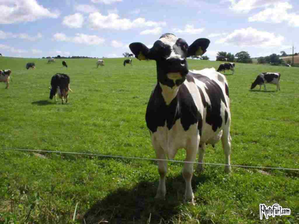 Cows images Cow Wallpaper wallpaper photos 26941981 1024x768