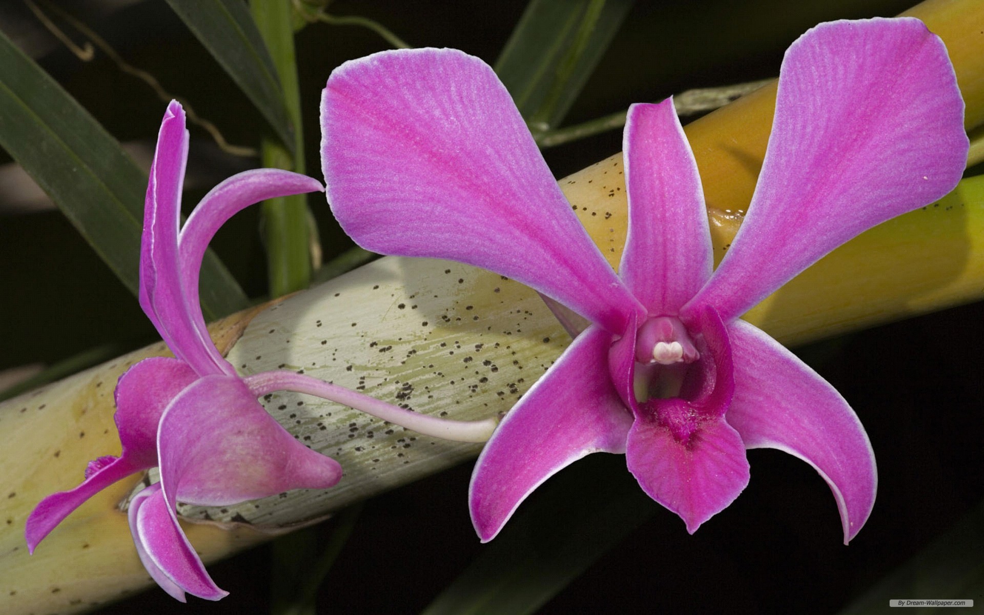 Papel De Parede Orquideas Flower Beautiful