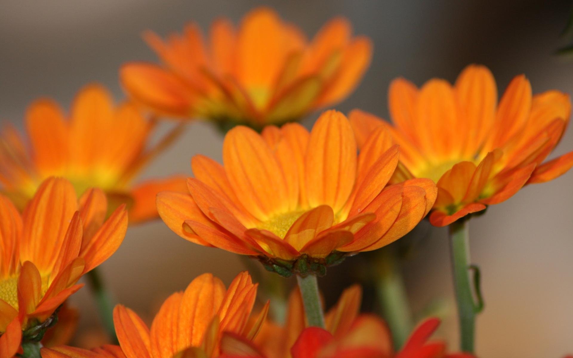 Beautiful Orange Flowers Wallpaper HD