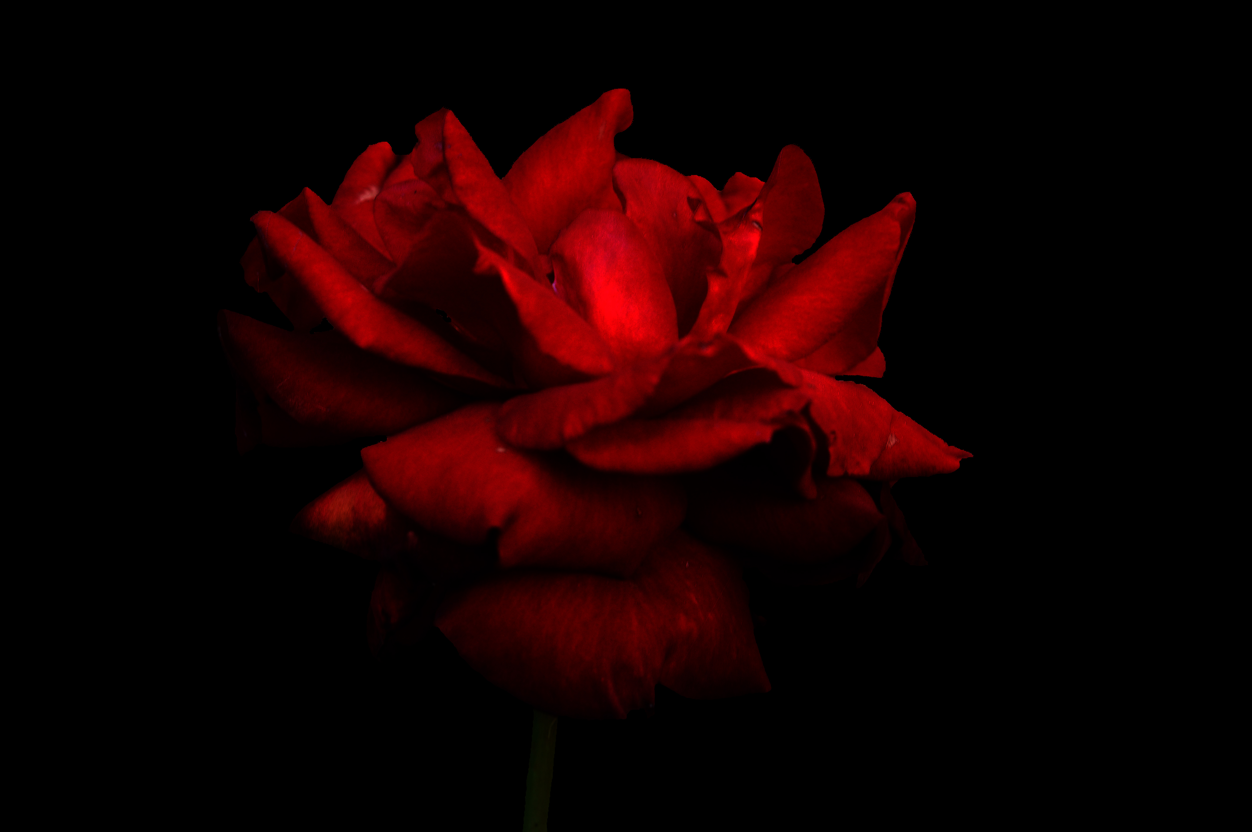 Dark Red Rose Image Imageexplore
