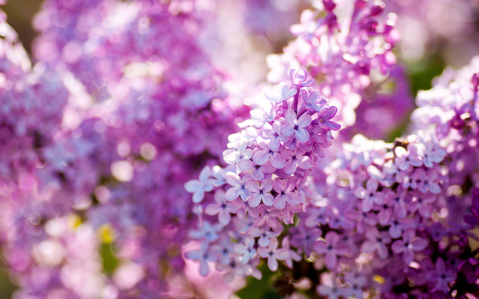 Lilac Flower   Purple Photo 34733603 1680x1050