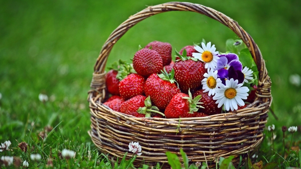 Baskets Flowers Grass Spring Strawberries Wallpaper