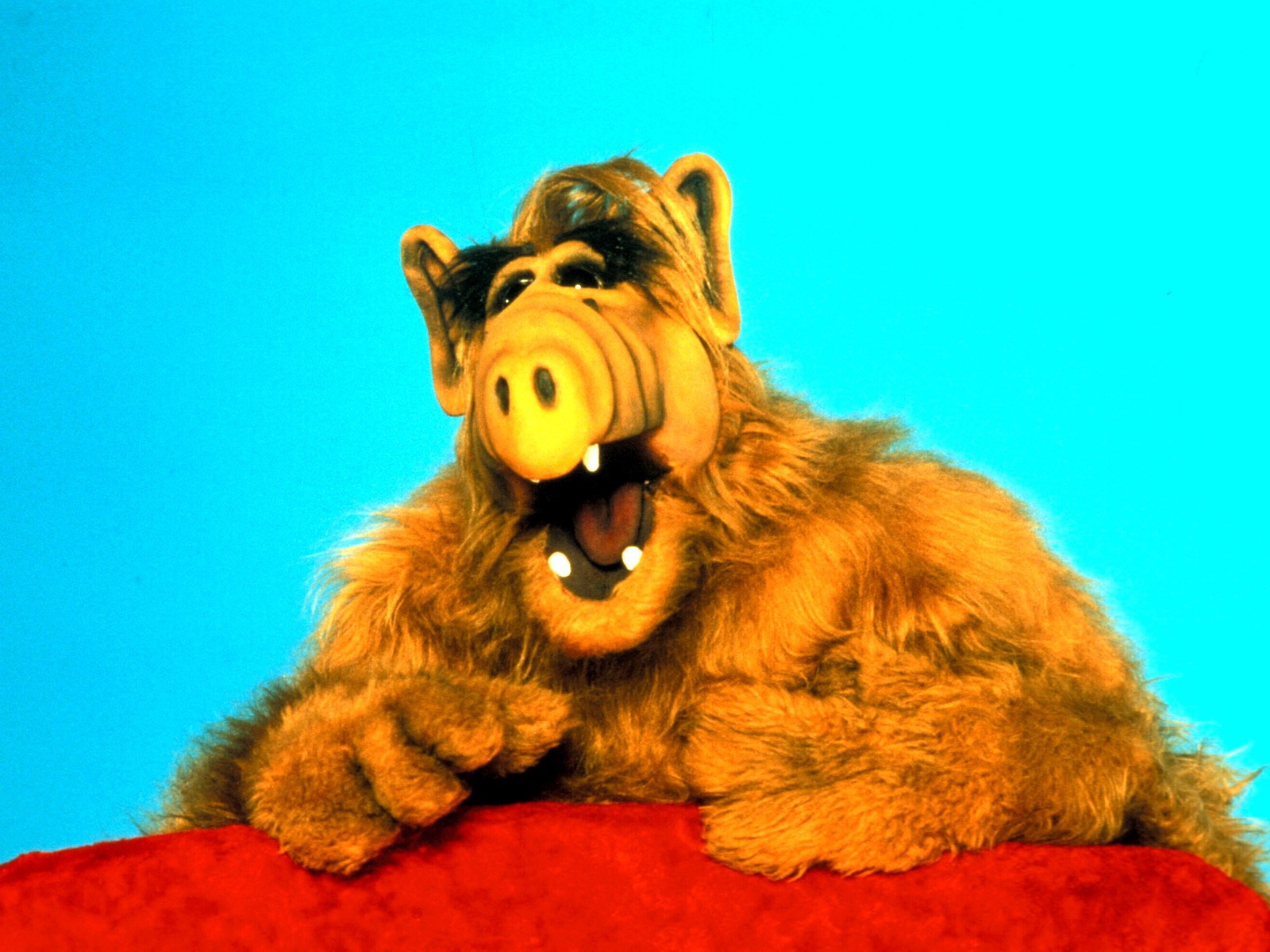 Alf Wallpaper And Image Pictures Photos