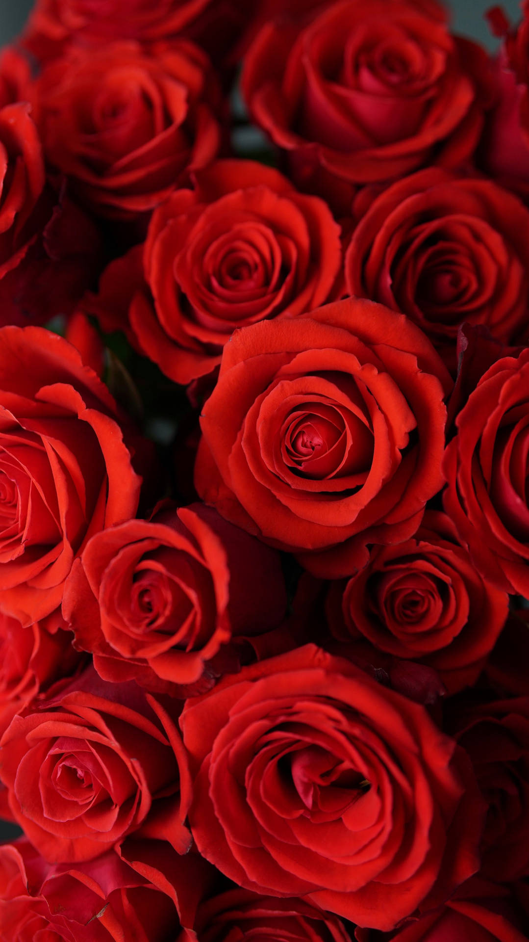 Rose Aesthetic Wallpaper