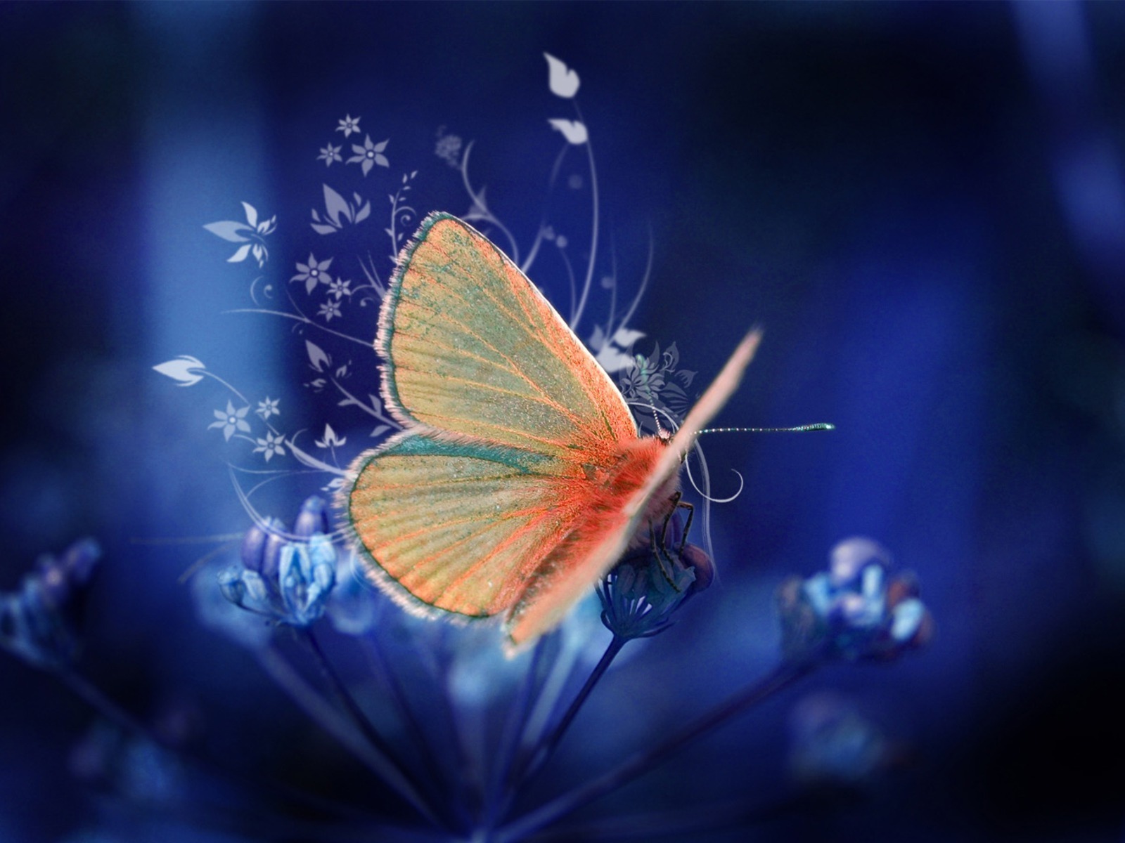 Butterflies Image Beautiful HD Wallpaper And