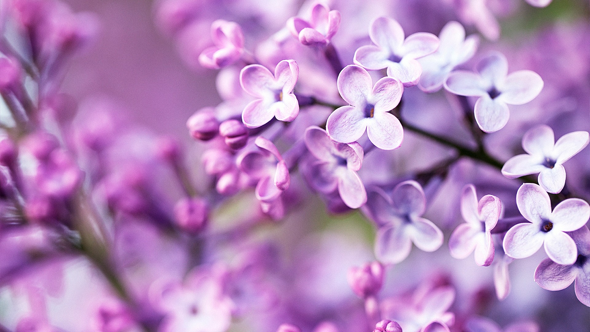 Spring Purple Flowers Wallpaper Stream