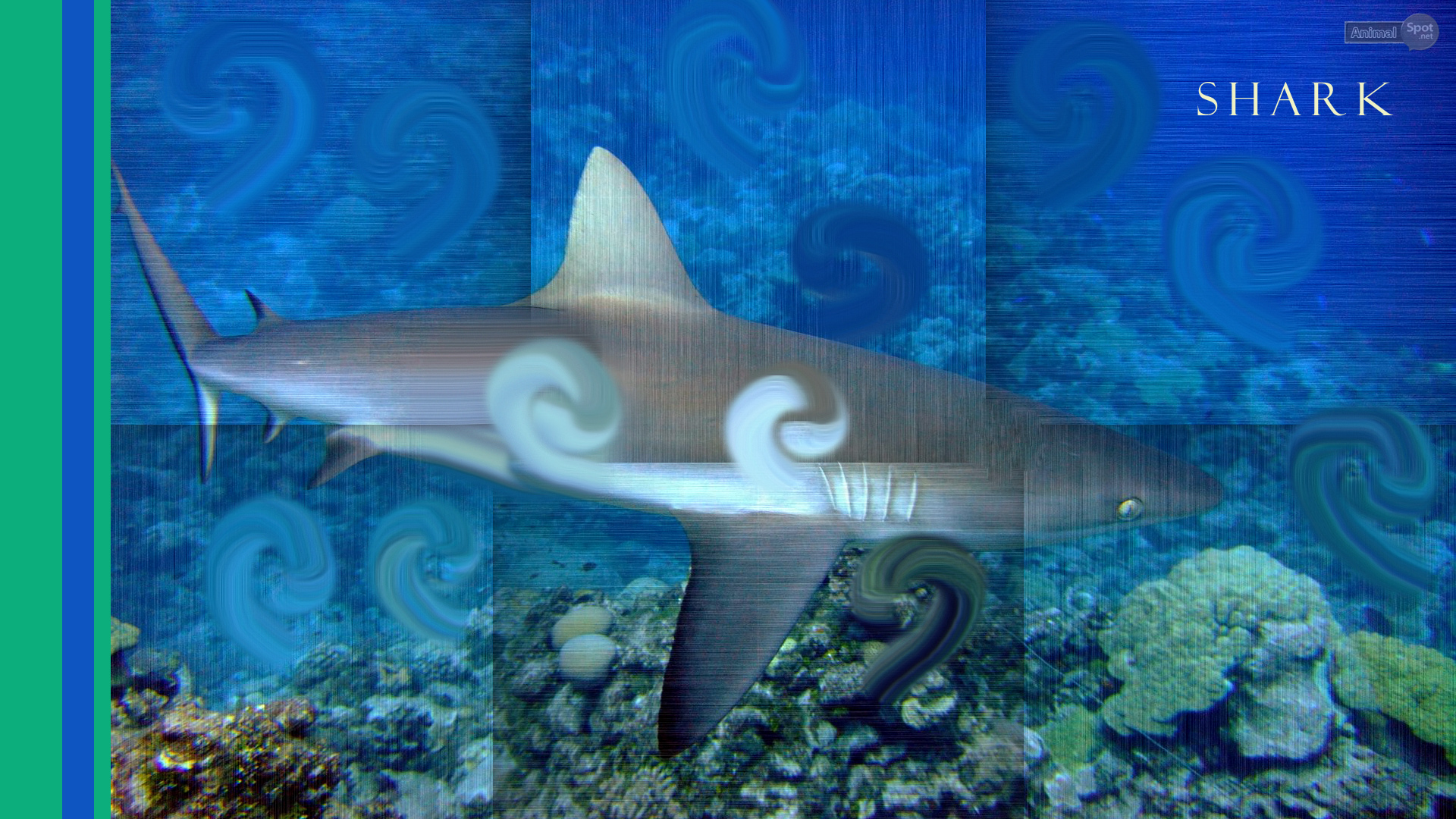 Live Shark Wallpaper Desktop
