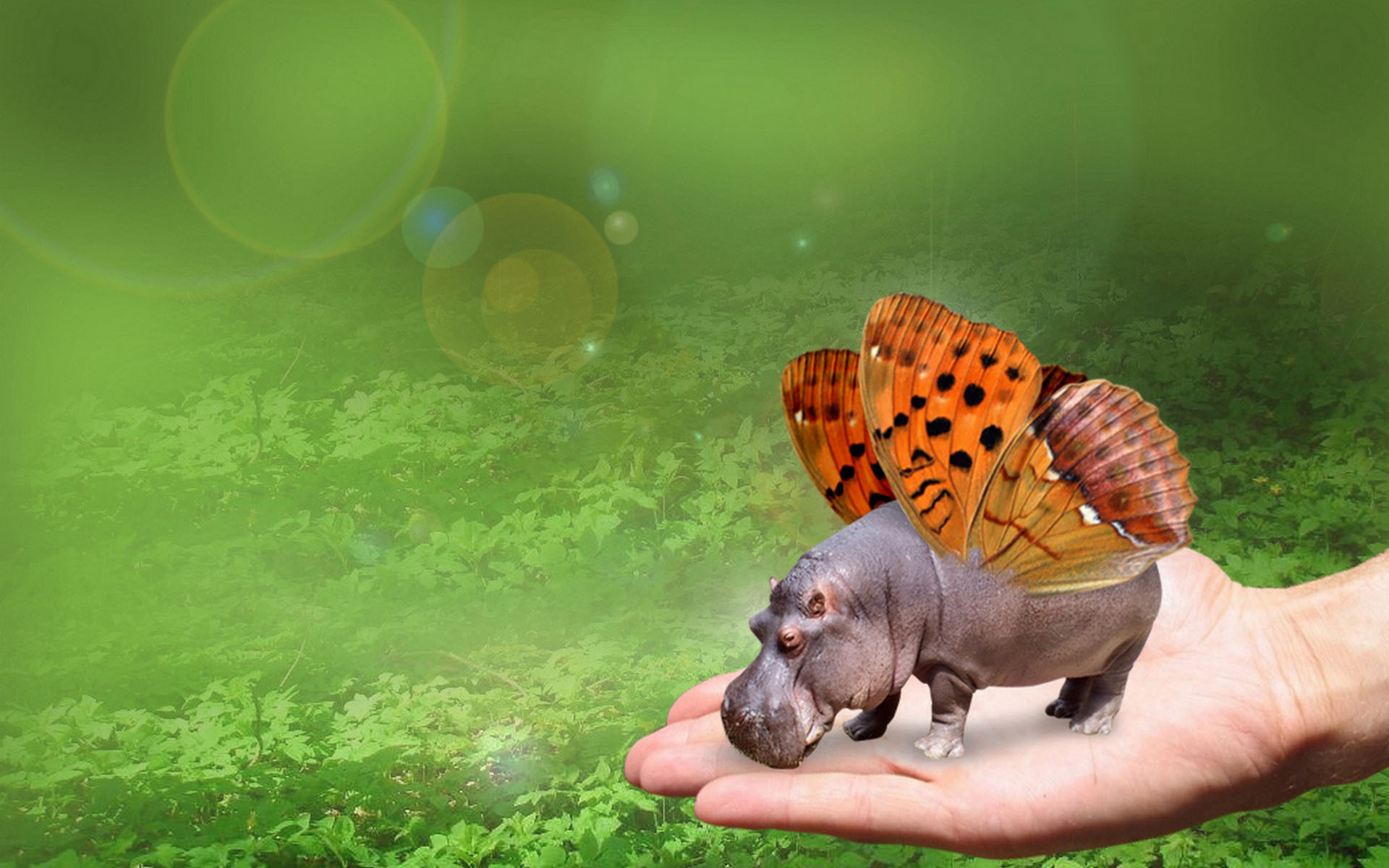 Hippopotamus Wallpaper Xiaomi