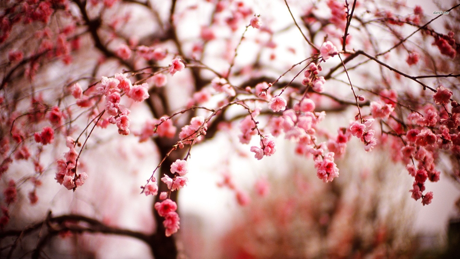 Cherry Blossom Tree Wallpaper