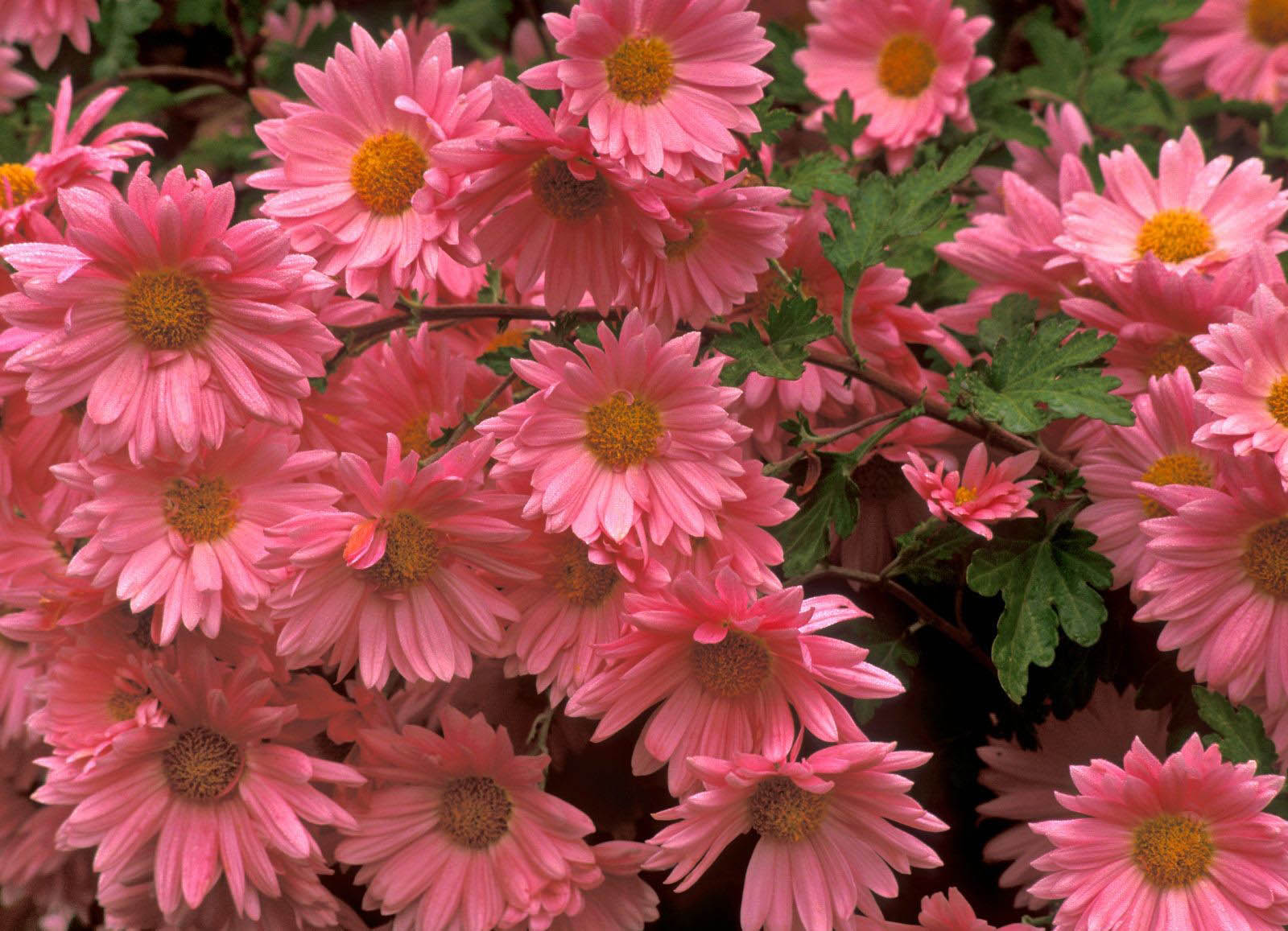 Pink Daisy Wallpaper   Viewing Gallery
