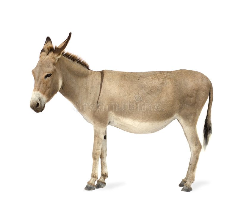 Donkey In Front Of A White Background Sponsored