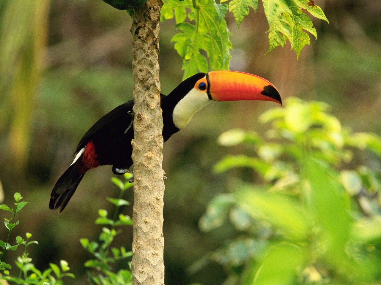 Toco Toucan In The Tropical Forest Wallpaper HD