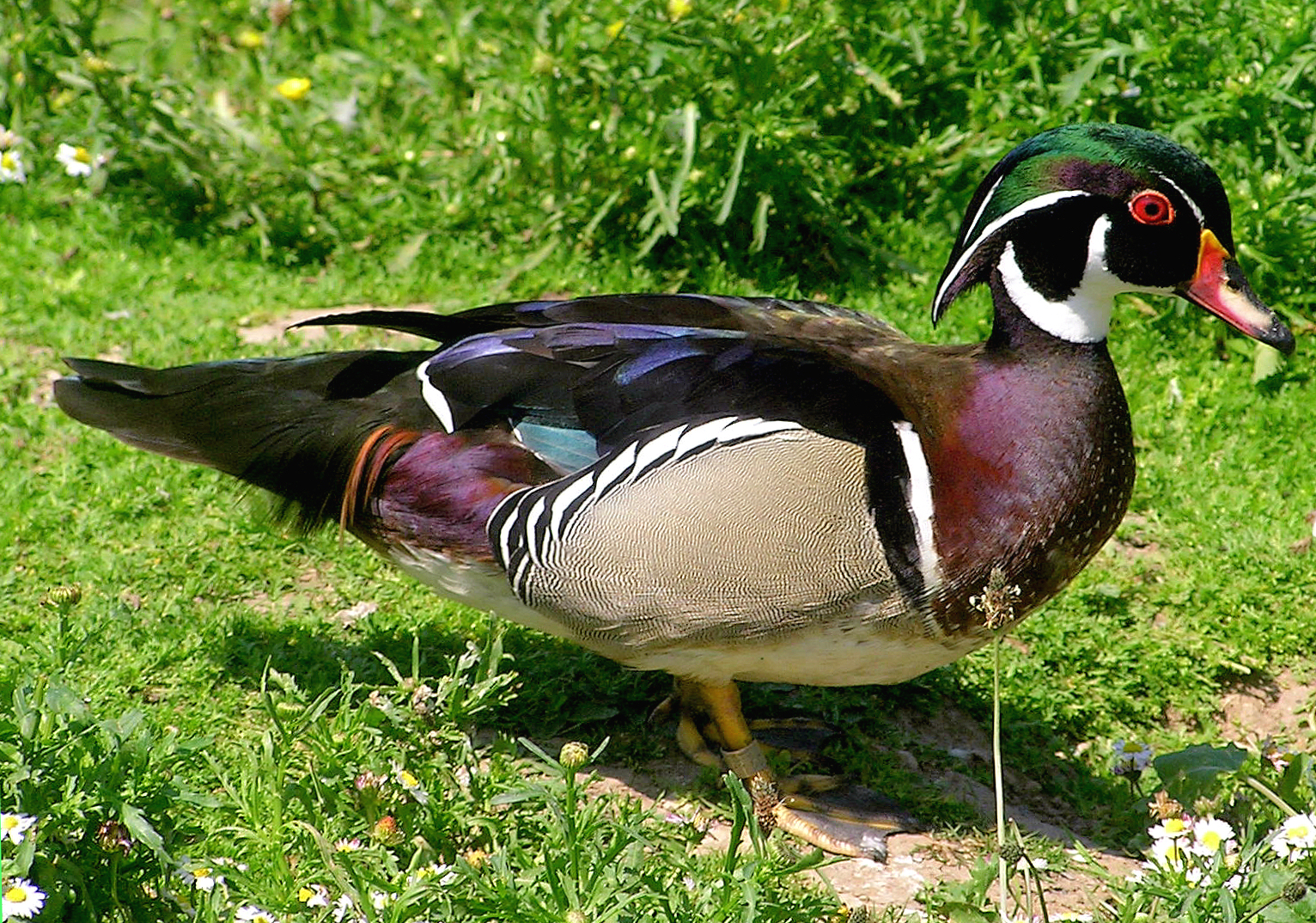 Wood Duck Wallpaper Pictures Image Amp